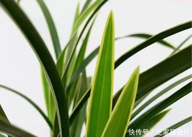  花香|酒香味的兰花你闻过吗？最美荷瓣兰，花色粉红，叶片金边亮眼