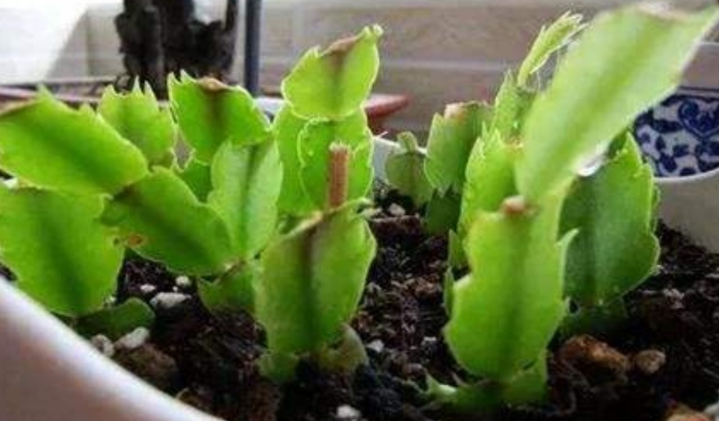 「修剪下来」家里养6种花,摘片叶子就能插活,学会了越养越多