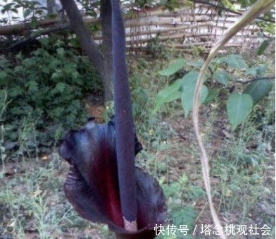 大叔院外发现不明植物，通体黑色近两米，专家的话让人不淡定！