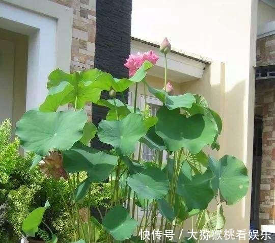  「大缸养」农村淘汰的大水缸，种上月季绣球君子兰，开花刹不住，变成大土豪！