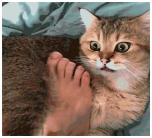  小伙■小伙给猫咪尝了尝臭脚，猫咪也是情商高先森，我先溜为敬