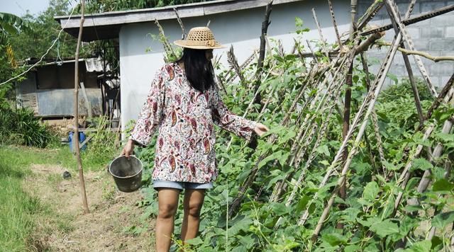  [种植]四季豆是怎么样种植的？这个时候可以种了吗？