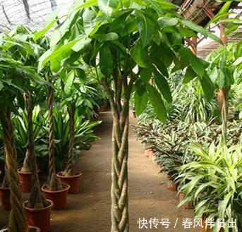  『轻松』家养发财树总是长不好？学会这三个小技巧，轻松蹭蹭长不停