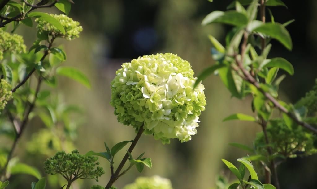  『绣球花』百花争春，绣球花也不堪寂寞