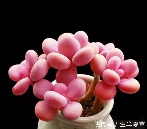养护:人见人爱的桃之卵,如何养护呢?喜欢桃蛋的赶紧收藏!