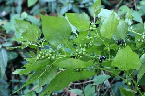  「阳台上」养花不如养“1种野草”，在阳台当盆栽，繁殖快、观赏价值高！