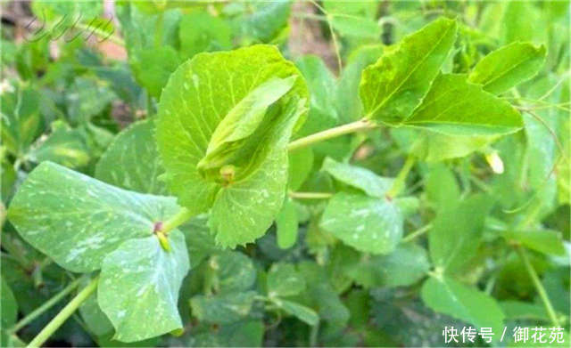 农村这个野菜，别当害草除掉，如今全国稀少，遇见请珍惜