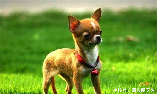 吉娃娃缺钙是什么症状,吉娃娃长期缺钙会怎样