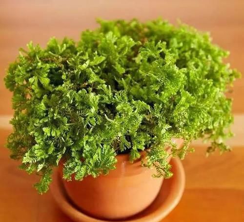  [植物]12种能养玻璃瓶中的植物，喜欢纯粹的绿植