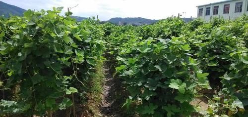  「还好」田野一绿植，移栽花盆中，叶色好看根系还好用