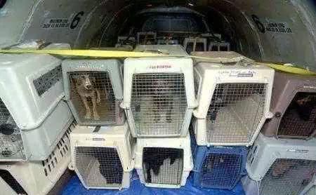 有没有宠物托运