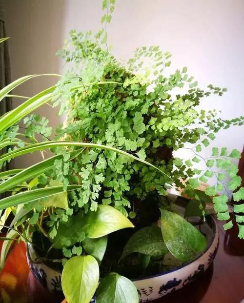  「最适合」盆栽浇水就死，试试这些“喜水”植物，再也不用担心浇花浇死了