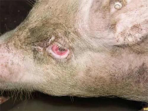  「开放式」生猪养殖过程中是通风重要还是光照重要？为什么？