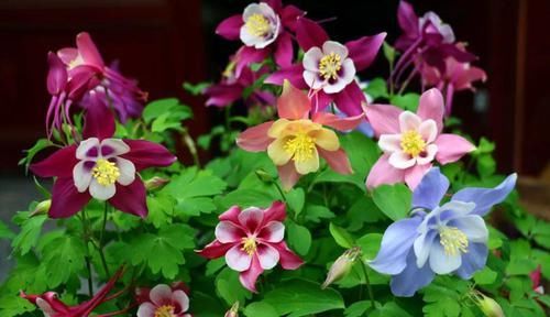  【翻天】5种花，名字土掉渣，架势却不小，花一开美翻天！