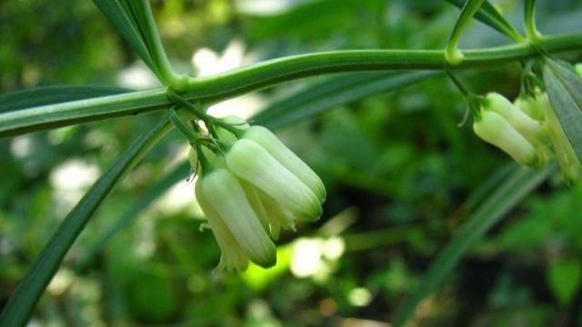  「黄精」农村俗称“长寿百岁草”的植物，野生的价钱高，现在却