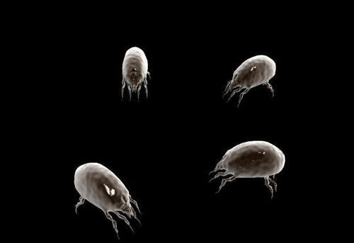 螨虫不挑脸,男女通吃,3种东西搓一搓吸净螨虫!