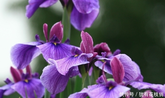 紫色耀眼的花菖蒲，花色丰富多彩，花型婀娜多姿，简直美炸了