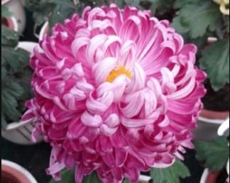 『争艳』百菊争艳,就养菊中珍品繁花似锦,花色娇艳,花姿俊俏,花开爆盆