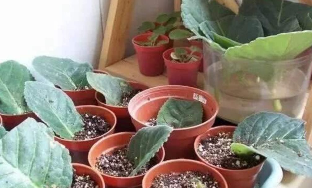 适合:这5种花草,适合在春天扦插,掐个枝条插土里,大白根呼呼地冒!