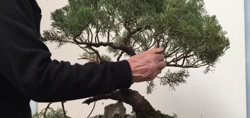 体现@为什么盆景里的植物明明有参天大树的样子,却长得那么小呢?