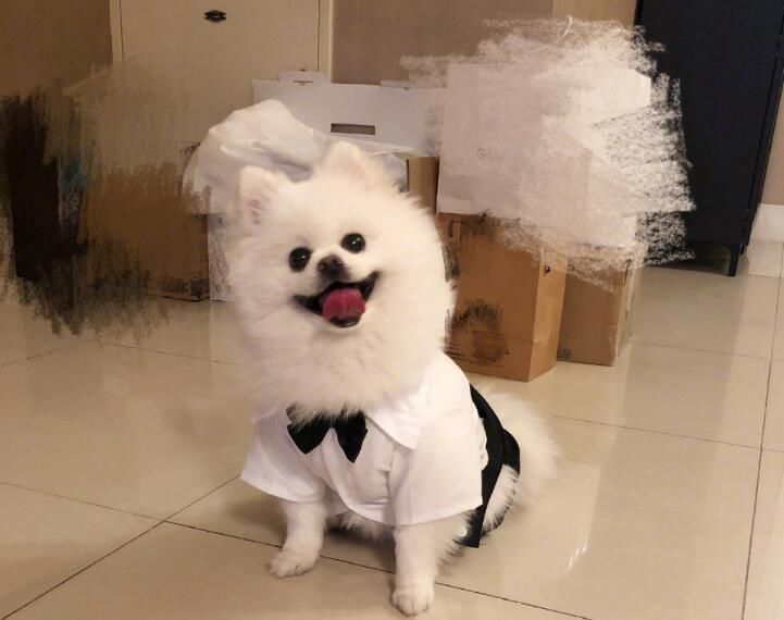 与何捷感情再添喜事?网曝张馨予已怀孕拍照不露腹部疑保护宝宝