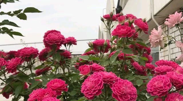  台阁现象：月季花的花朵中间长了“绿鼻毛”是什么回事?月季的返祖现象