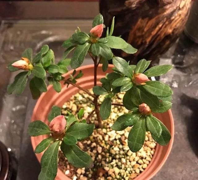  「黄叶」过年买的杜鹃花，干枯黄叶、落花苞？教你5招，养成茂密盆栽