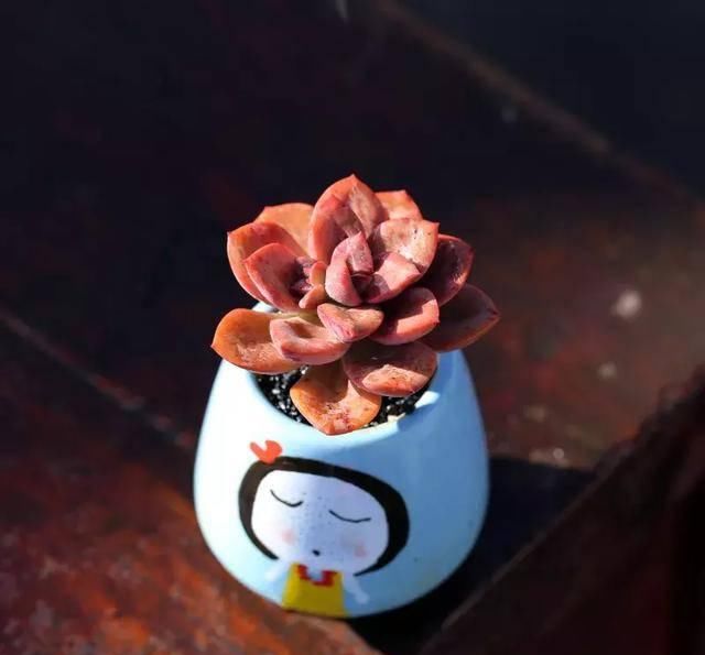  「植物」多肉植物油彩莲怎么养？简单教你养出好状态！