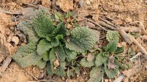  野草■农村的这种野草，因长满“疙瘩”遭人嫌弃，其实是珍贵的七星草