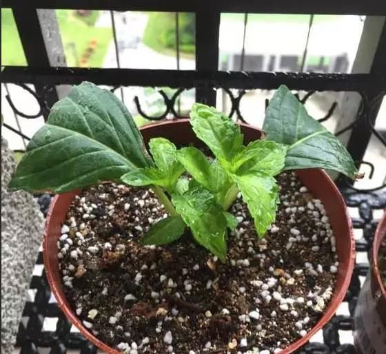  『篮球』一个小技巧,绣球花开的比篮球还大!太美了!