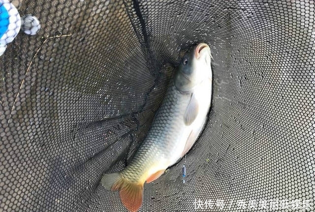 「接连」本来钓鲫鱼去的,结果接连钓了三条大鲤鱼,这是鲤鱼闹窝了吗?