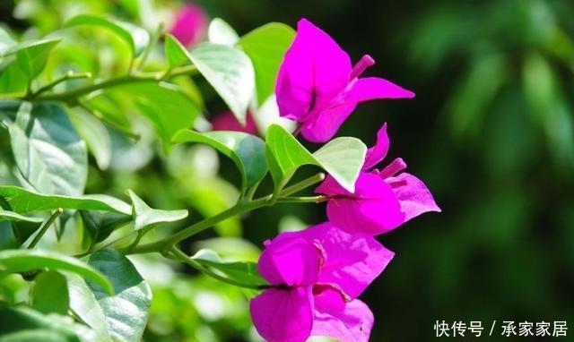 长寿花|春天这5种花要经常“掐尖”,越掐长得越旺,入夏开花量翻倍