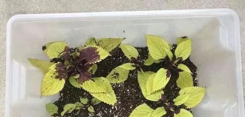  【植物的枝条】买个保鲜盒扦插繁殖盆栽植物，成功率可以提高几倍