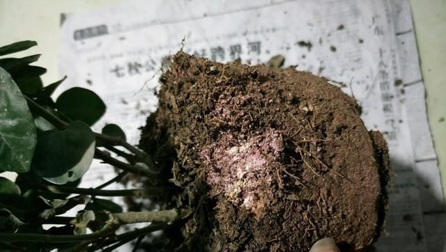  养花■大神透漏三个养花小秘籍，从此再也不黄叶不烂根，长势好开花多