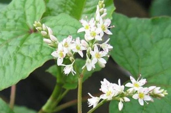  「着独到」野外的杂草原来是珍贵的药材，被称为‘救命草’，见到一定要珍惜