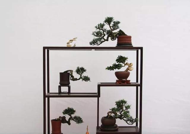  小品组合@微盆景展获奖作品精选，一起来养养眼