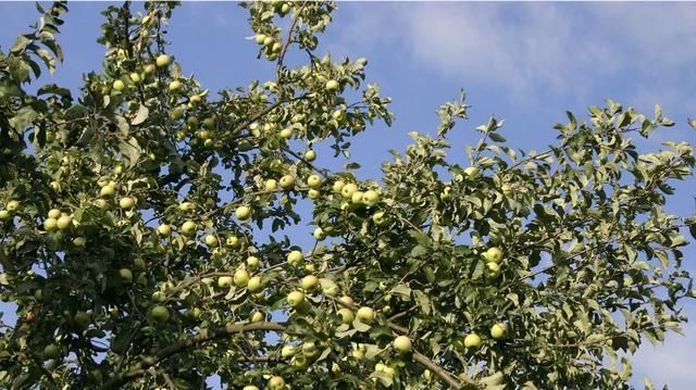  【果实】苹果树什么时候打杀菌的药合适？