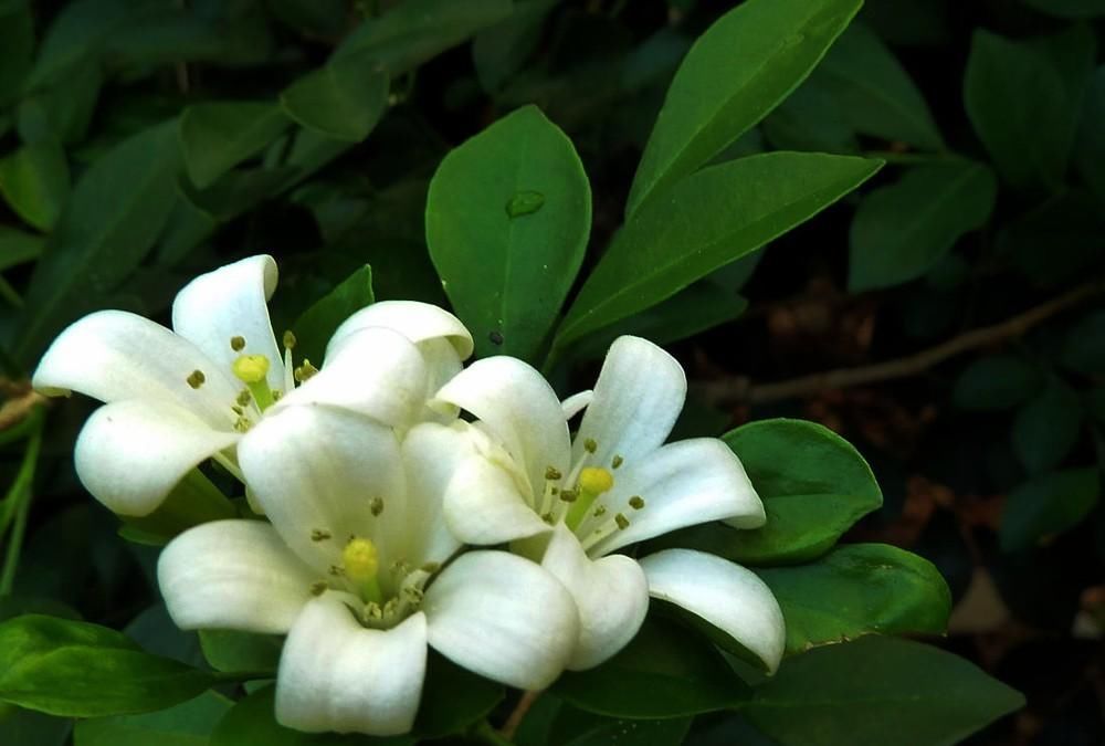  【室内】这4种花香味很好闻，但是会“上头”，室内养殖要小心
