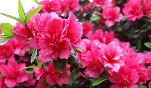  『好运来』3种漂亮的“运势花”，养家里，花开祥瑞好运来，招财纳福福满堂