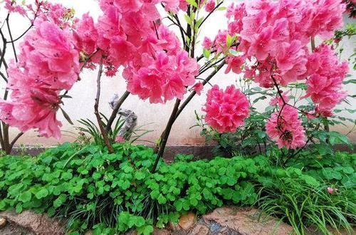  花园@想回到农村，把老家改造成花园，庭前种花，屋后种菜！
