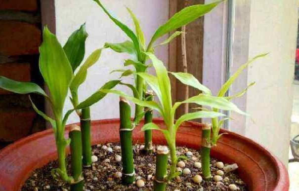  贵竹盆栽■富贵竹水培生根有诀窍,跟着学“多久换一次水”,养得叶绿根壮