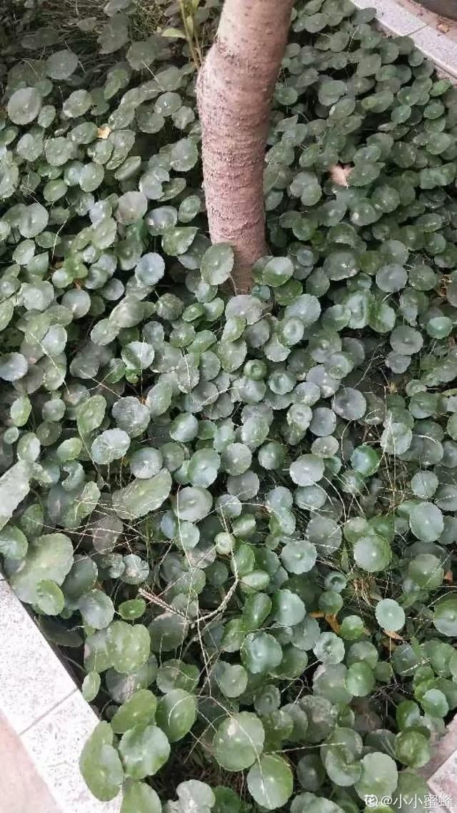  「得像」急性子就养铜钱草，俩月爆满整个家，多得像生物入侵