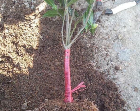  [枝条]3根茶花小苗绑一起,枝条成倍长,又粗又壮