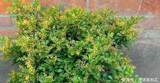 空间|北方室内养“几种”花,植株不占空间,花期长,每次开花都爆盆