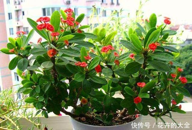 养护|虎刺梅漂亮又好养,不用管,都能全年不间断开花