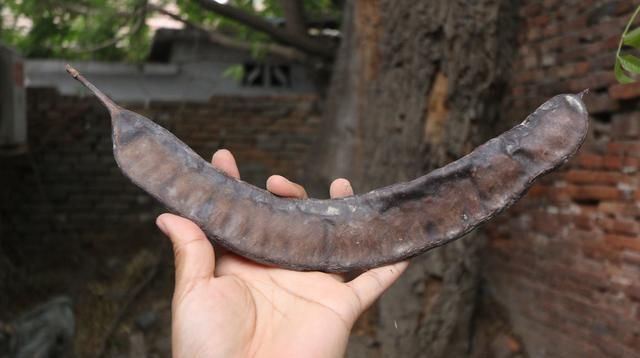  「皂角树」农民几年前种植皂苷时，皂苷当时30元1斤，但现在面临