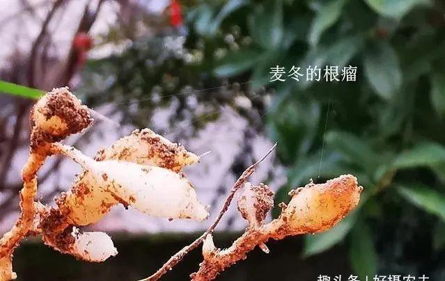  「植物」兰花、菖蒲、麦冬，三种最容易混淆的植物，知道这些就不会买错