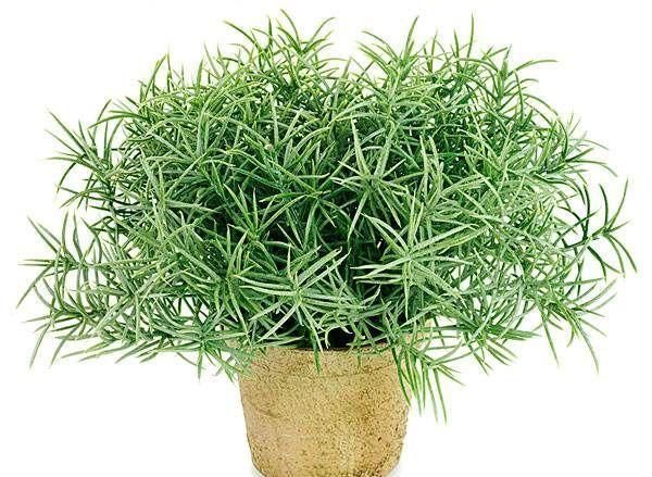 「堪称」这几种植物堪称小药箱,赶紧养起来吧!