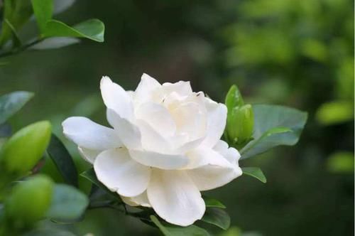  「栀子花」最适合养在院子里的3种花，养护简单不操心，花期长达200天，真美