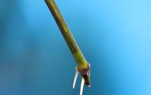  扦插|栀子花这样扦插，一根枝条就能插活，简单易学！